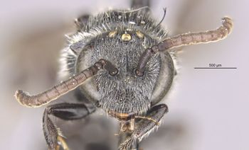 Media type: image;   Entomology 32864 Aspect: head frontal view